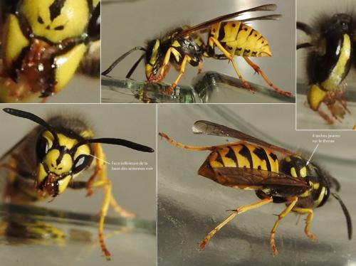Vespula germanica